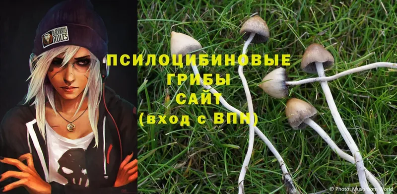 Галлюциногенные грибы Psilocybine cubensis  Рязань 